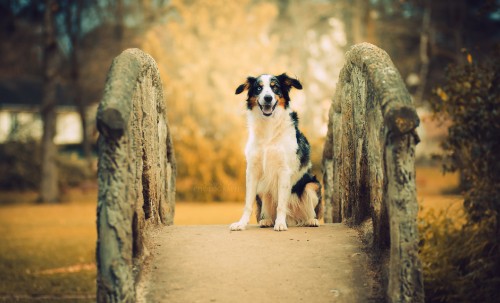 Image German Shepherd, dog breed, australian shepherd, puppy, Siberian Husky