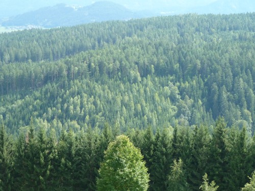 Image green trees on mountain during daytime