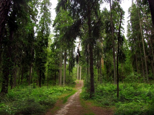 Image green trees on brown dirt road during daytime