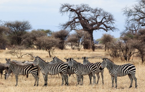 Image zebra standing near bare trees during daytime