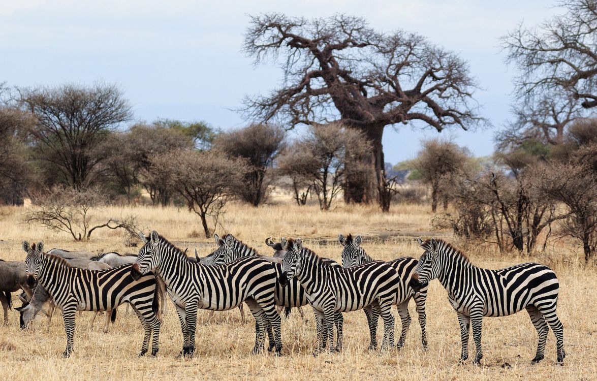 zebra standing near bare trees during daytime