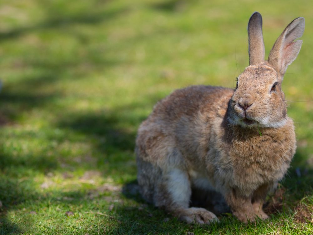 Lapin Brun Sur Terrain D'herbe Verte Pendant la Journée. Wallpaper in 2048x1536 Resolution