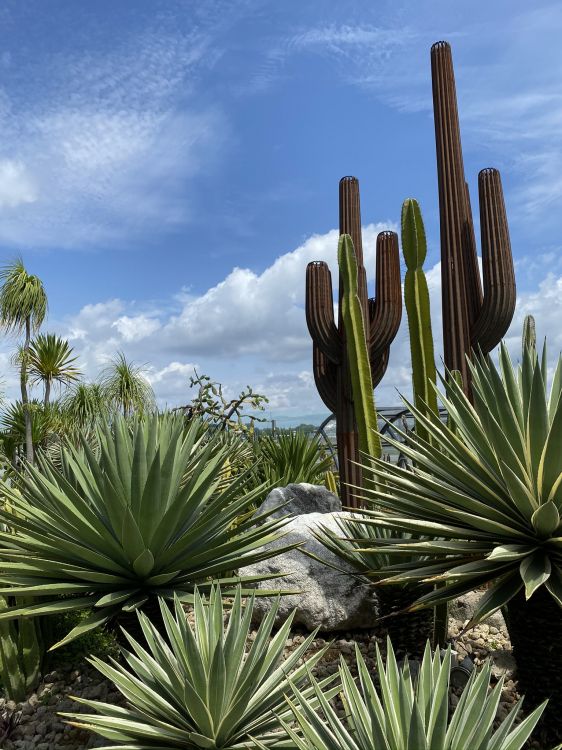 vegetation, shrubland, daytime, natural environment, plant