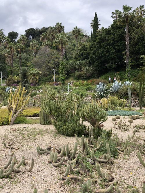 Image vegetation, biome, shrubland, botanical garden, plant