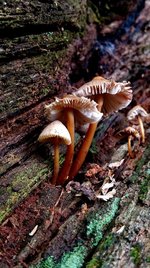 Image medicinal mushroom, auriculariaceae, russula integra, agaric, Agaricus