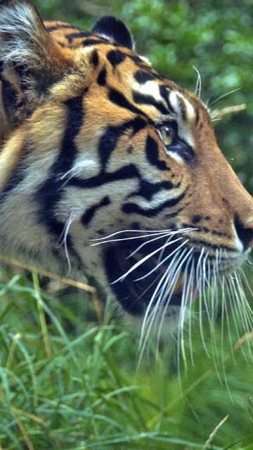 Image brown and black tiger on green grass during daytime