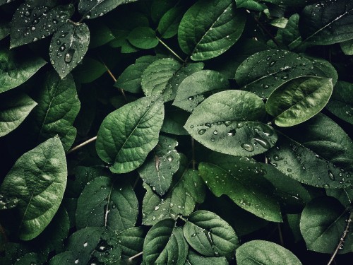 Image leaf, Shallow focus, plant, terrestrial plant, groundcover