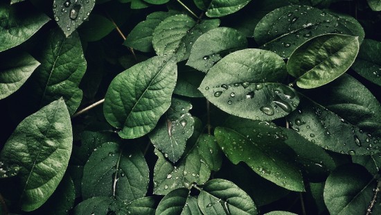 Image leaf, Shallow focus, plant, terrestrial plant, groundcover