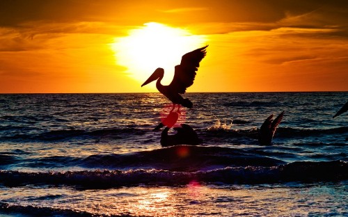 Image silhouette of bird flying over the sea during sunset