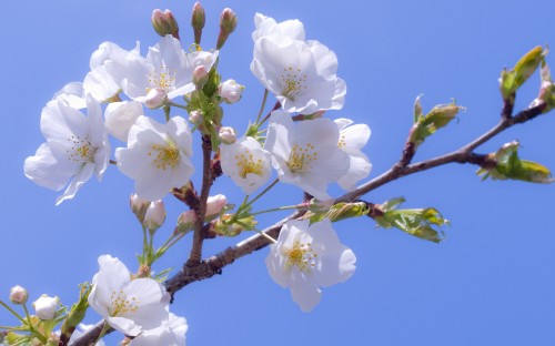 Image white cherry blossom in bloom during daytime