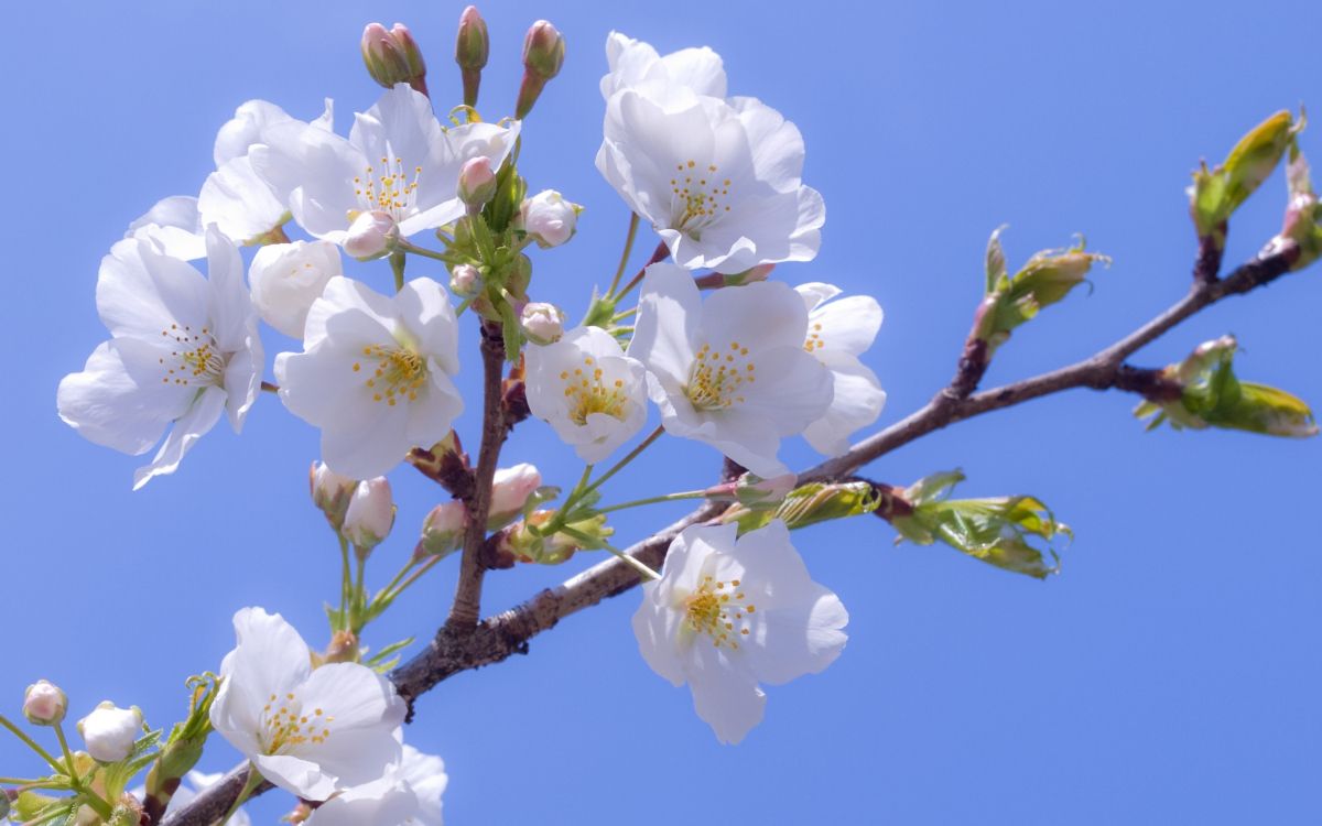 white cherry blossom in bloom during daytime