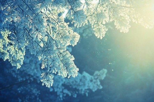 Image white leaf tree during daytime