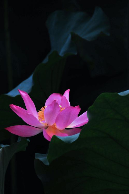 Pink Lotus Flower in Bloom. Wallpaper in 3985x6000 Resolution