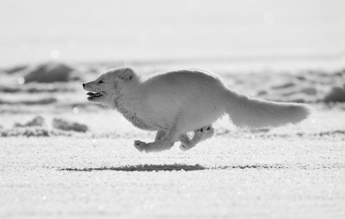 Image white short coated dog on gray sand