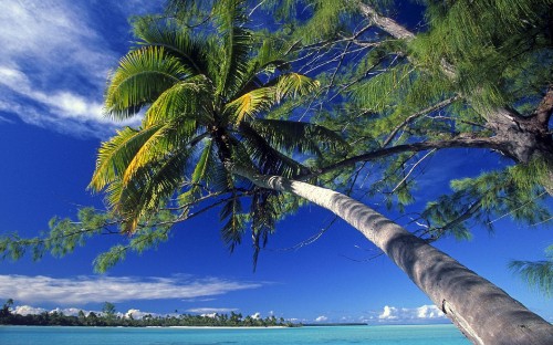 Image green palm tree near sea during daytime