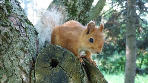 Image brown squirrel on brown tree trunk during daytime