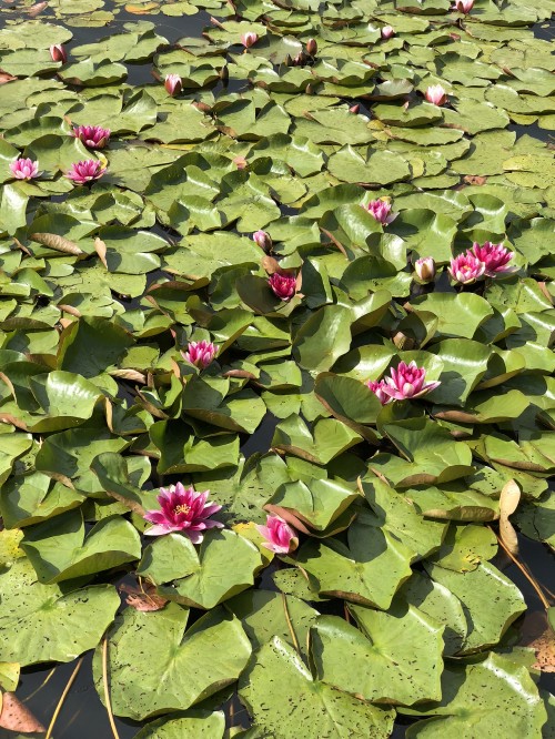 Image vegetation, water, green, aquatic plant, flower