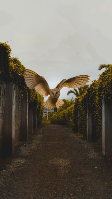 Image brown and white bird flying over green plants