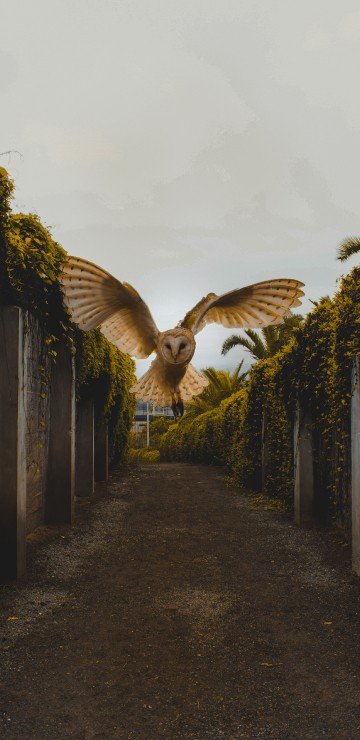 Image brown and white bird flying over green plants