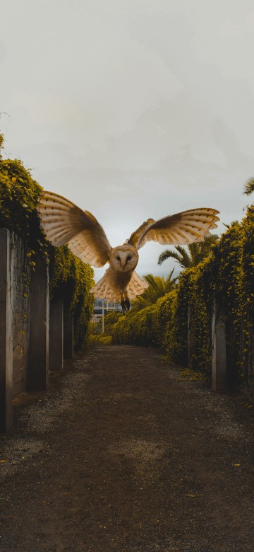 Image brown and white bird flying over green plants