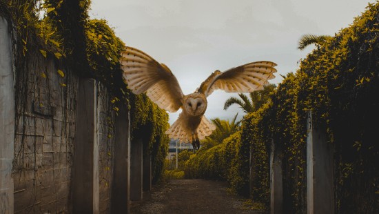 Image brown and white bird flying over green plants