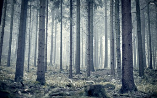 Image brown tree trunk on forest during daytime