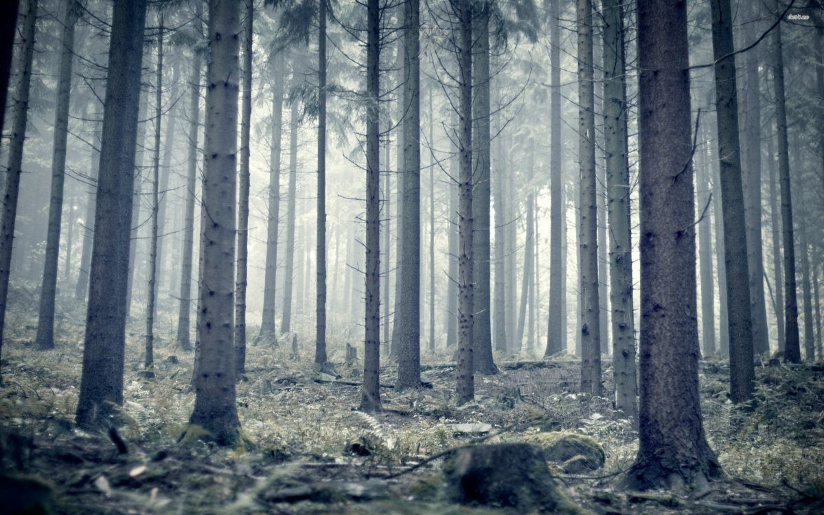 Wallpaper Brown Tree Trunk on Forest During Daytime, Background ...