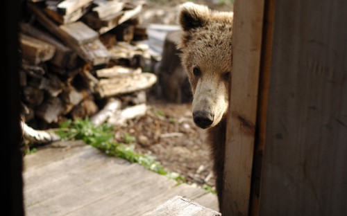 Image brown bear on brown wooden fence during daytime