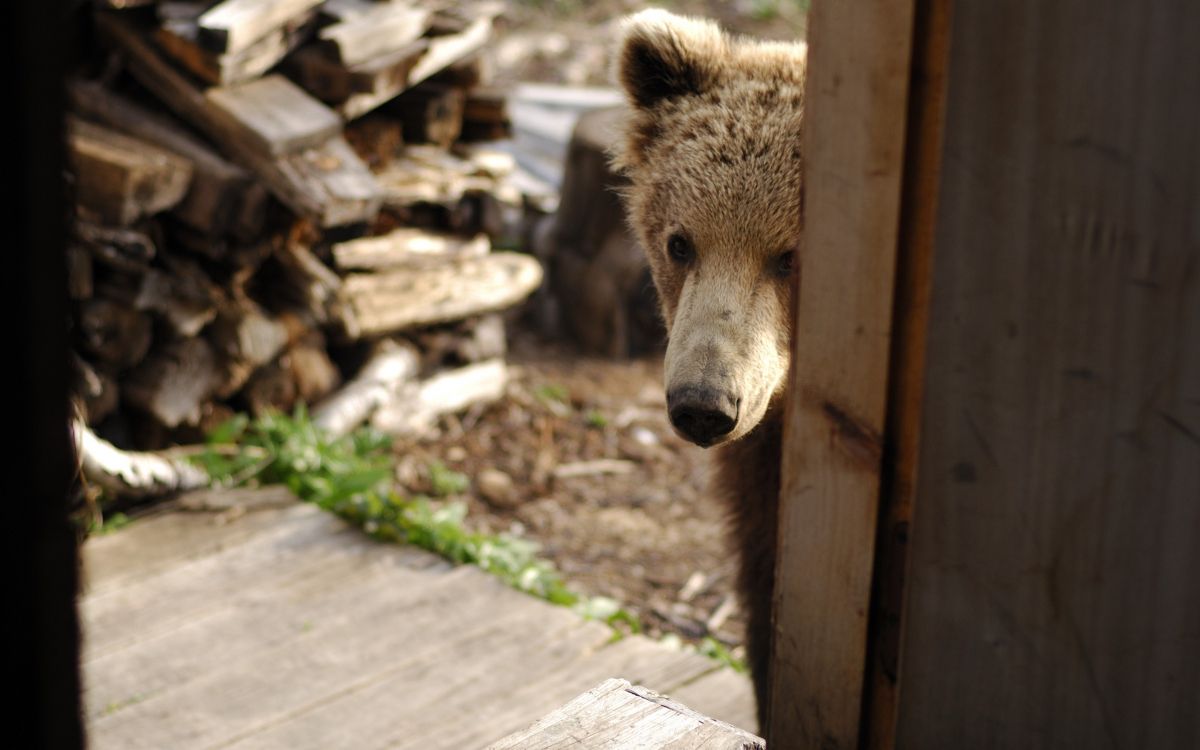 brown bear on brown wooden fence during daytime