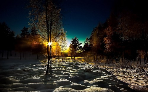 Image trees on snow covered ground during sunset