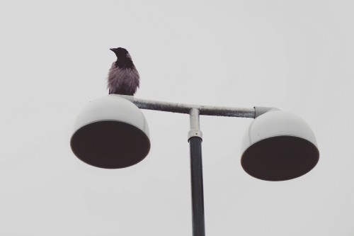 Image black bird on red and white street light