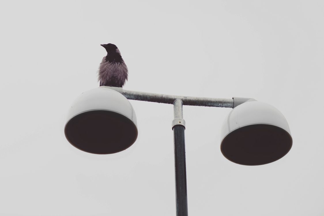 Black Bird on Red and White Street Light. Wallpaper in 4478x2986 Resolution