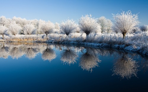 Image white trees on snow covered ground beside lake during daytime