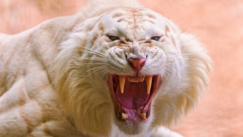 Image white tiger roar, white tiger, roar, growling, fang