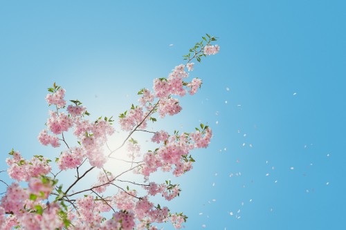 Image pink cherry blossom under blue sky during daytime