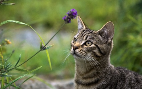 Image brown tabby cat near purple flower during daytime