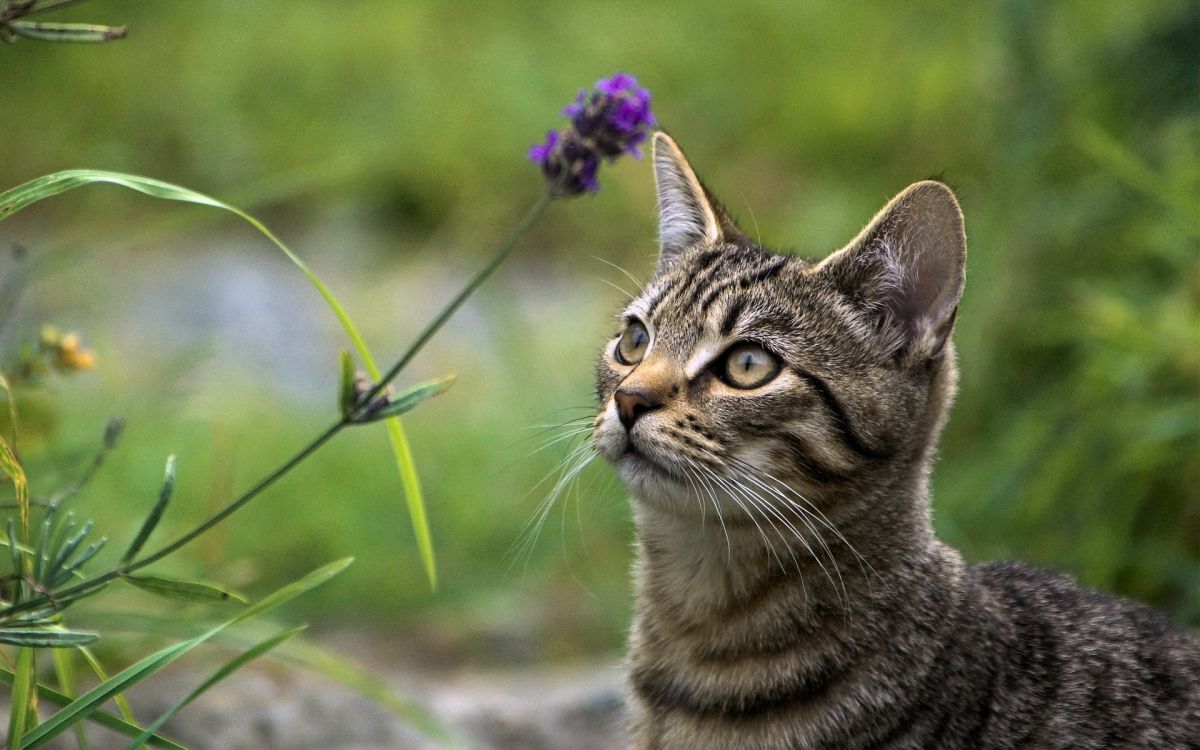 brown tabby cat near purple flower during daytime