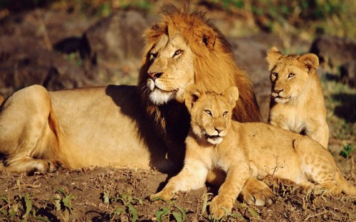 Image lion and lioness on green grass during daytime