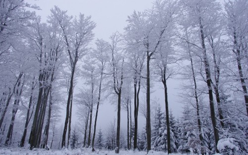 Image bare trees on snow covered ground during daytime