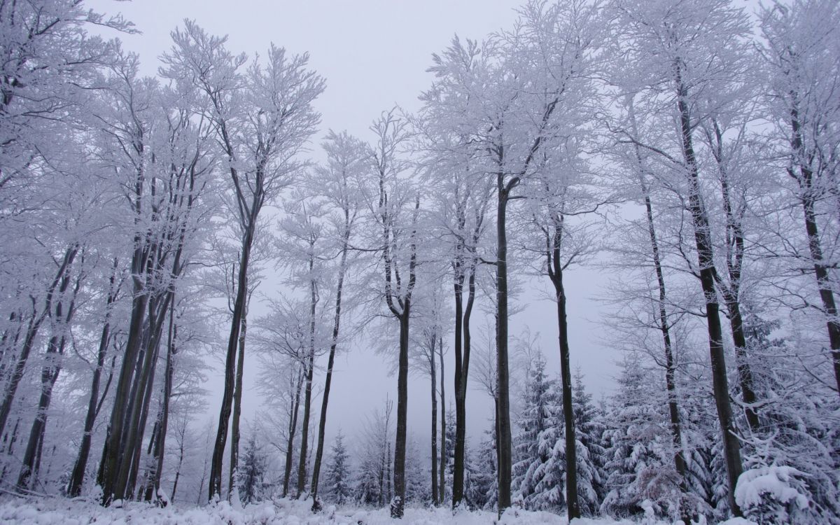 bare trees on snow covered ground during daytime