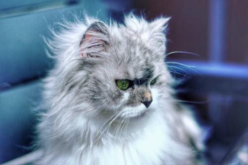 Image white and gray long fur cat