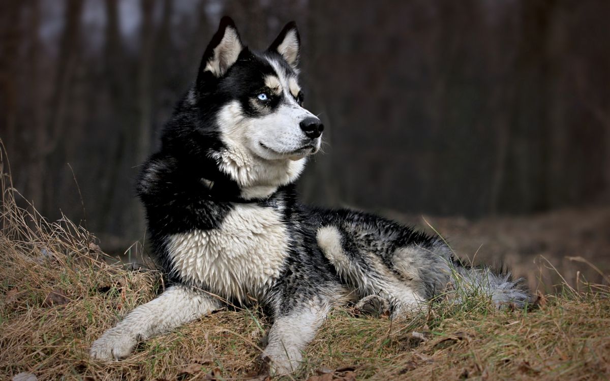 Black and White Siberian Husky Puppy on Brown Grass Field During Daytime. Wallpaper in 2560x1600 Resolution