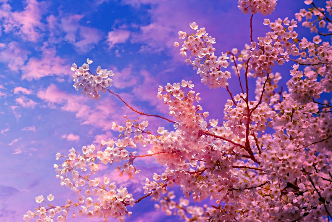 Kirschblüte, Kirsche, Frühjahr, Baum, Pink. Wallpaper in 4900x3271 Resolution