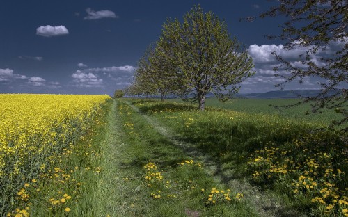 Image green grass field with green tree under blue sky during daytime