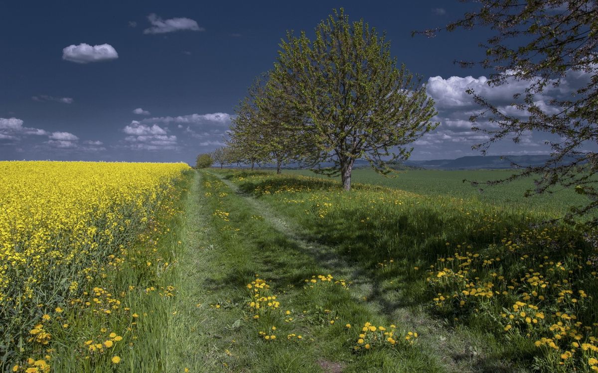 green grass field with green tree under blue sky during daytime