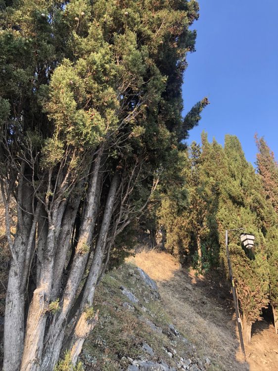 vegetation, biome, Conifers, shrubland, temperate coniferous forest