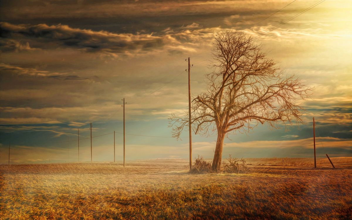 Árbol Sin Hojas en Campo de Hierba Marrón Bajo un Cielo Nublado Durante el Día. Wallpaper in 2880x1800 Resolution