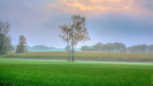 Image green grass field with leafless tree during daytime