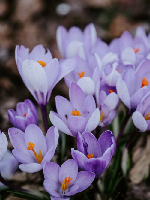 Image purple crocus flowers in bloom during daytime