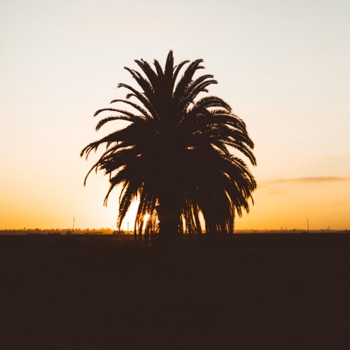 Image palm tree during golden hour